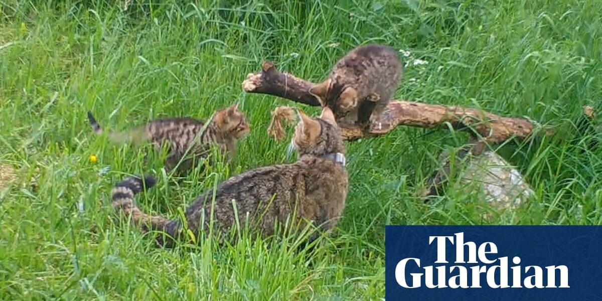Wildcat kittens born outside captivity in Cairngorms a ‘major milestone’