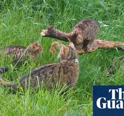 Wildcat kittens born outside captivity in Cairngorms a ‘major milestone’