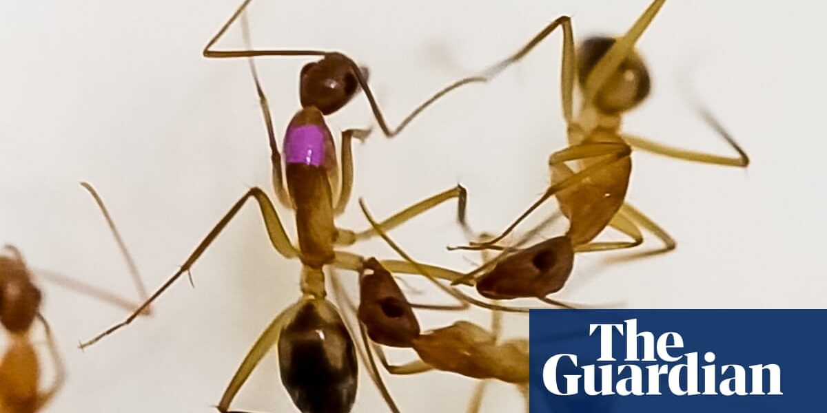 Ants can carry out life-saving amputations on injured nest mates, study shows