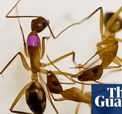 Ants can carry out life-saving amputations on injured nest mates, study shows