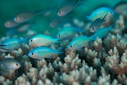 A group of small blue-green fish swim above fingers of coral.