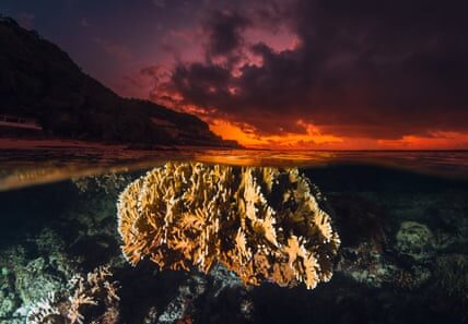 Artificial light on coastlines lures small fish to their doom, coral reef study finds