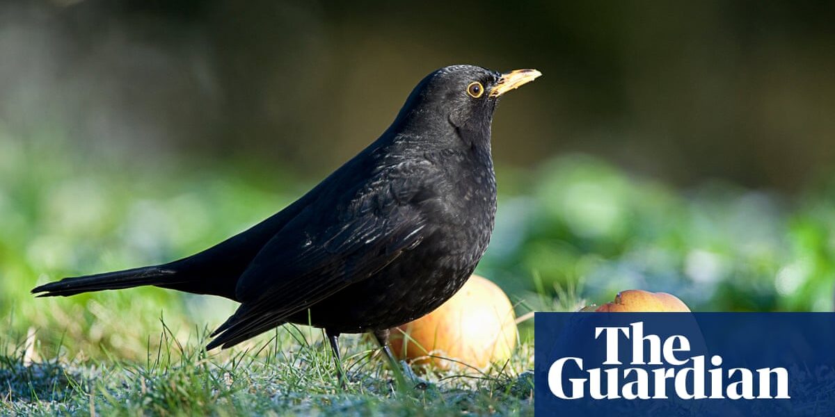 Blackbird numbers plummet in south of England amid potential spread of virus