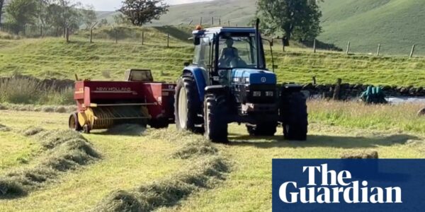 Country diary: Itching and scratching after a day of hay-baling | Andrea Meanwell