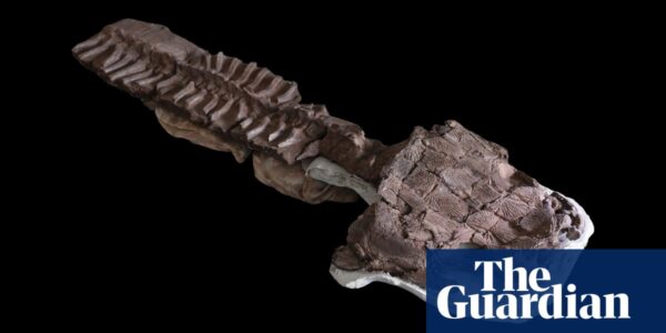 Fangs and toilet seat-shaped head: giant salamander-like fossil found in Namibia