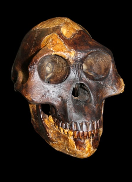 reconstruction of lucy’s skull