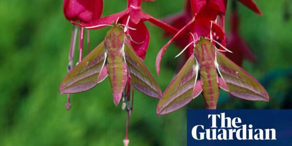 ‘Not just for fuddy-duddies’: interest in moths booming as species struggle