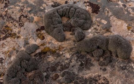 Scientists find desert moss ‘that can survive on Mars’