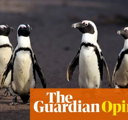 Scientists ignored 'gay' animals for years. When will we get over our human hang-ups about the natural world? | Elle Hunt