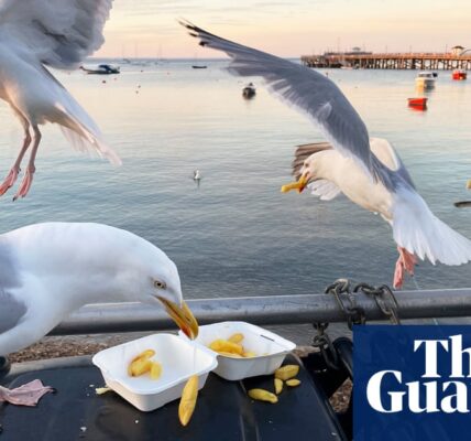 XL gullies: how birds ‘as big as turkeys’ took over Britain